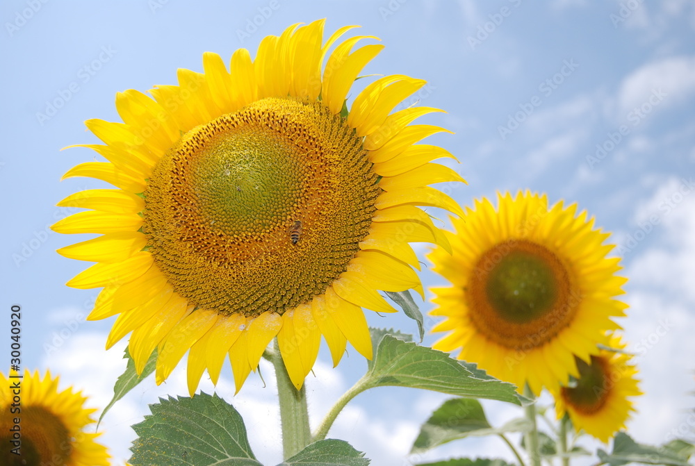 Obraz premium Sunflower bee