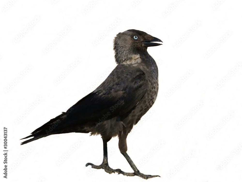 Jackdaw isolated on white background Corvus monedula Jackdaw isolated on white background Corvus monedula