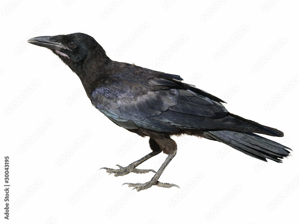 Fototapeta premium Carrion Crow Corvus corone isolated on a white background
