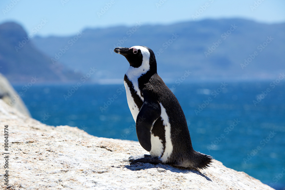 Obraz premium Pinguin