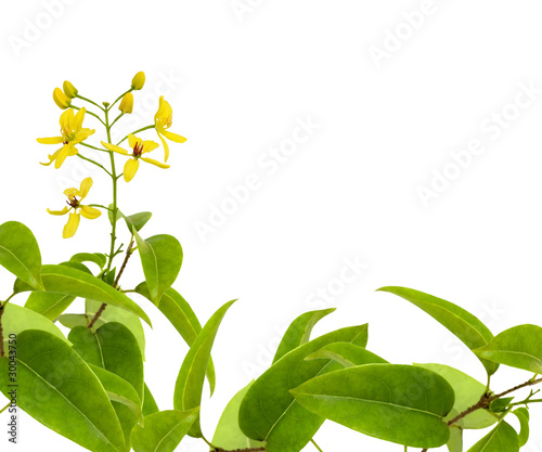 Tropical Climber and Leaves Isolated