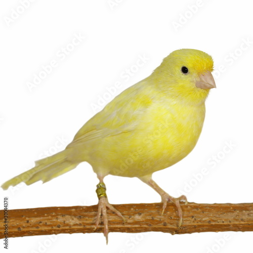 Yellow canary Serinus canaria on a white background