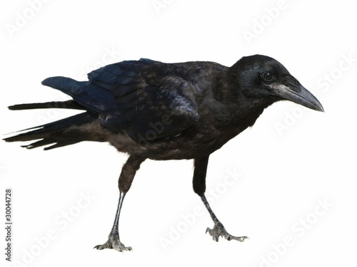 Carrion Crow Corvus corone isolated on a white