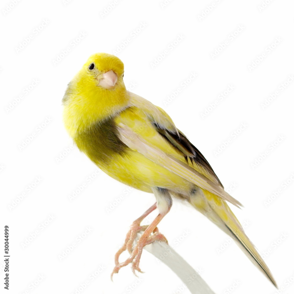 Fototapeta premium Yellow canary Serinus canaria isolated on white