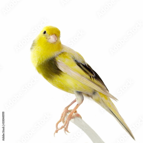 Yellow canary Serinus canaria isolated on white photo