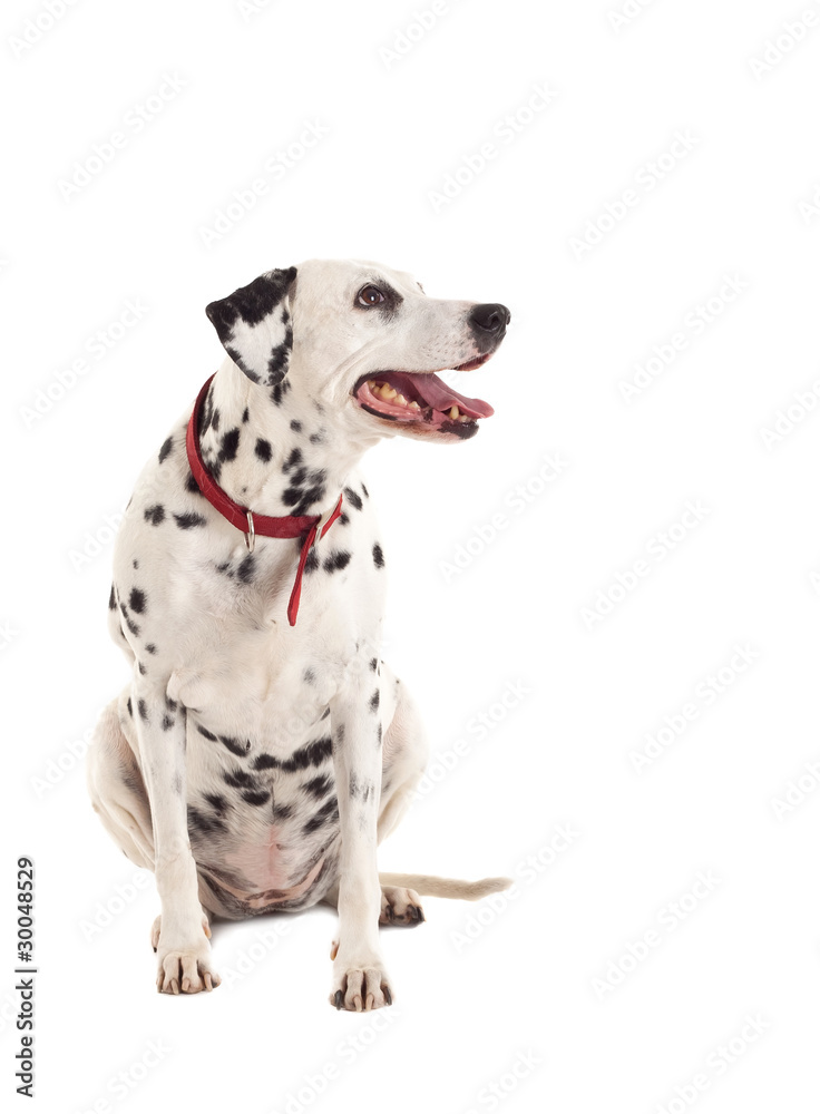 dalmatian looking to a side