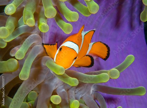 Leinwand Poster Colorful clownfish living in host anemone.