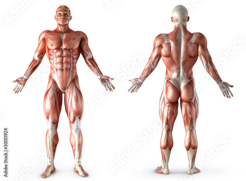 anatomy, muscles