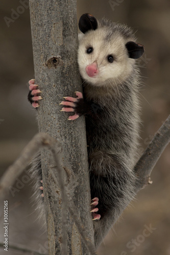 Virginia Opossum (Didelphis virginiana) - Ontario, Canada