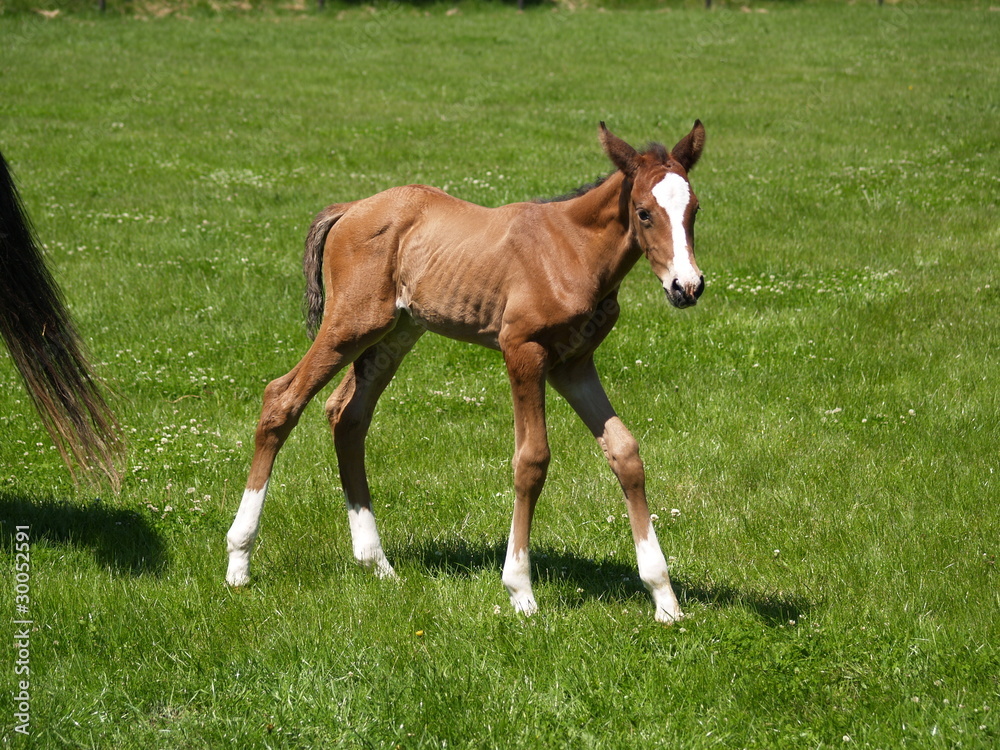 New born little foal in the medow