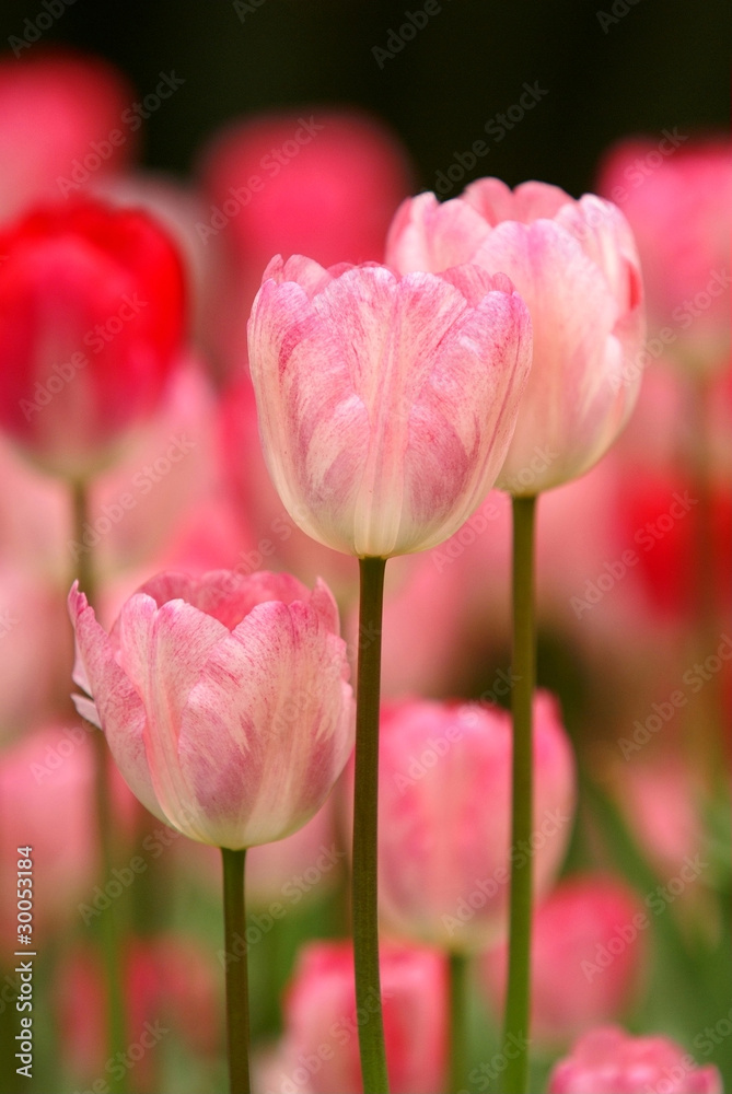 Tulip flowers Tulip flowers