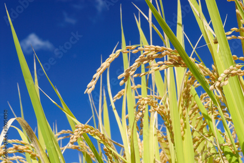 青空バックに実る稲穂を下から写した農業をイメージしたシンプルな写真
