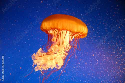 Qualle Jellyfish #30056346
