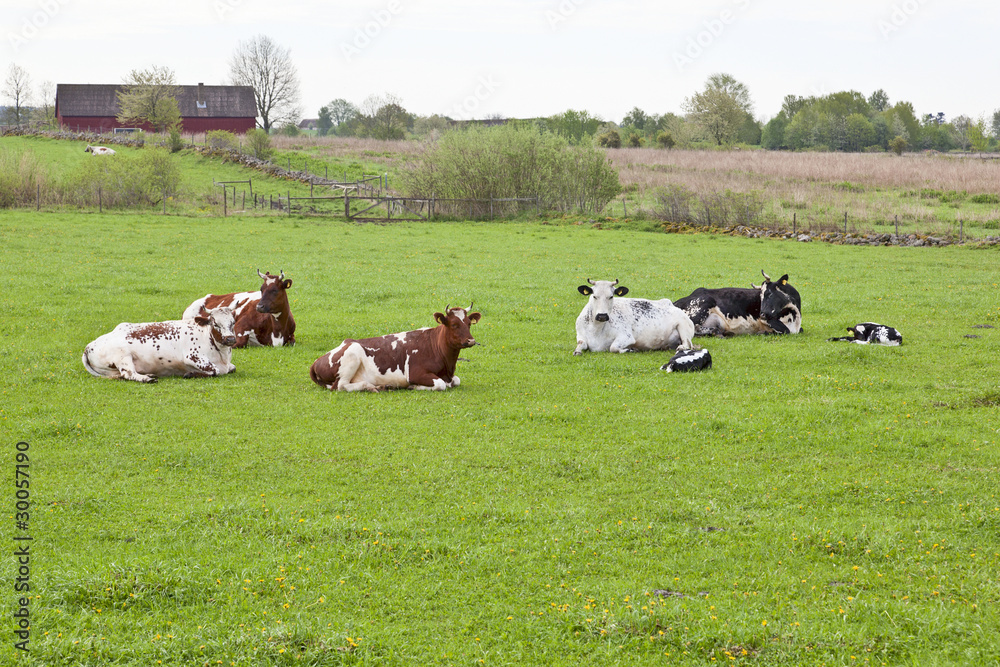 Resting cows on the field