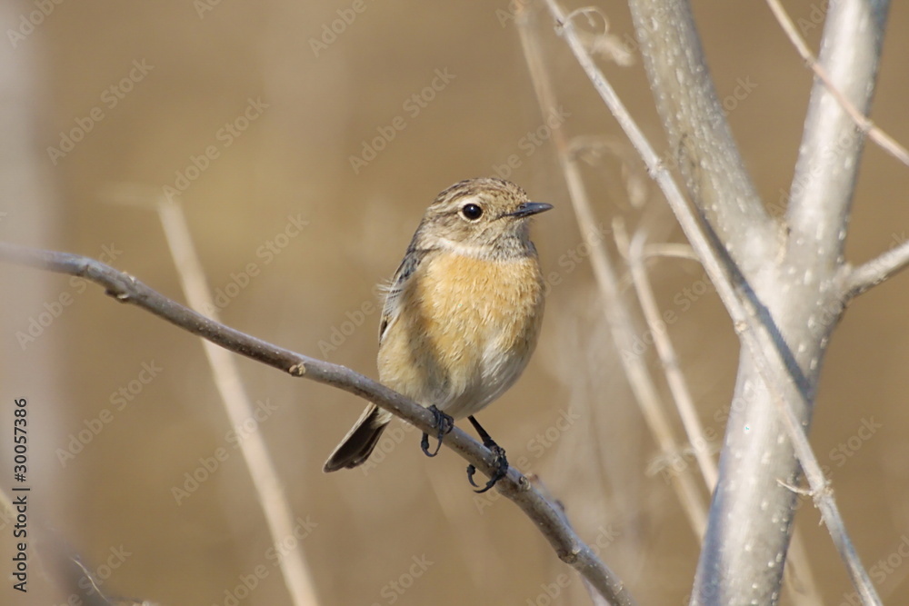 Common Stonechat, Saxicola torquata Common Stonechat, Saxicola torquata