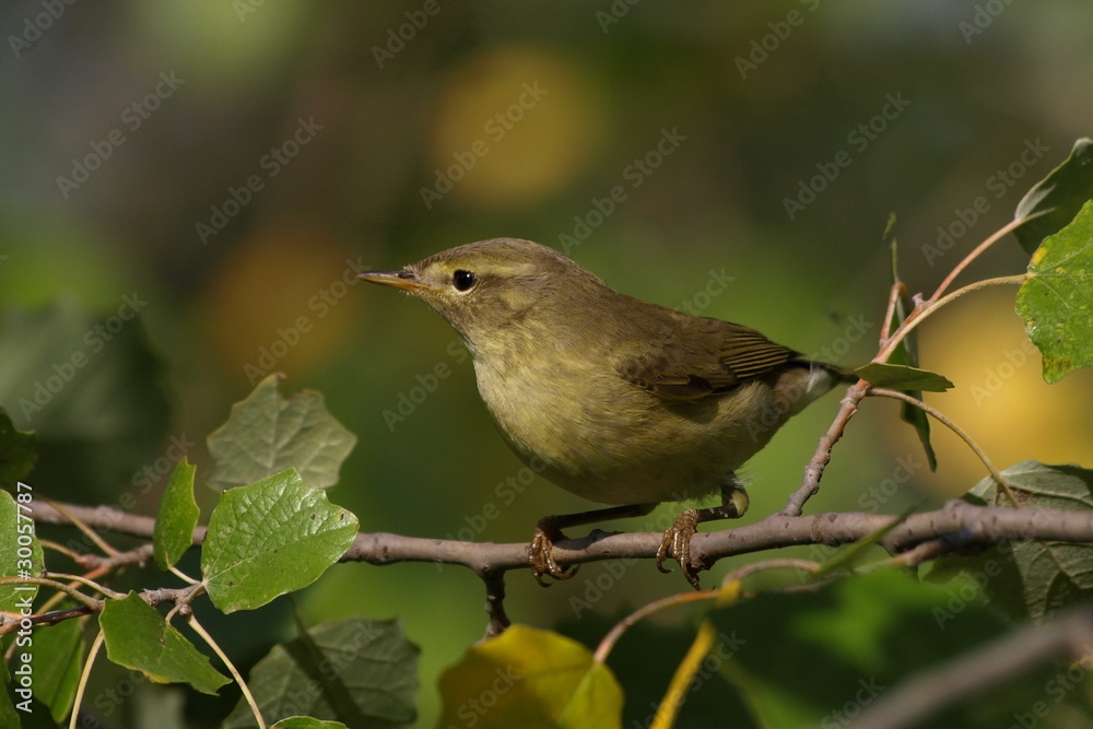 Common Chiffchaff, phylloscopus collybita Common Chiffchaff, phylloscopus collybita