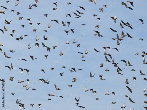 photo of flock of birds