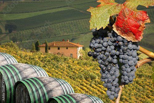 Vineyard in Chianti, Tuscany, Italy, famous landscape photo