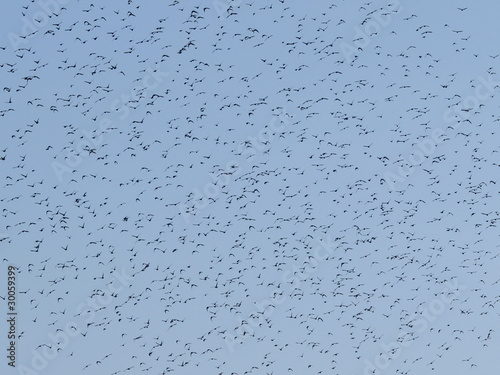 Fotografia photo flock of birds