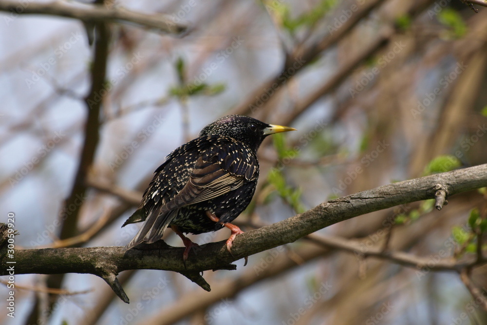Starling Sturnus vulgaris Starling Sturnus vulgaris