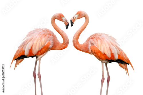 Zwei Flamingos bilden eine Herzform © Smileus