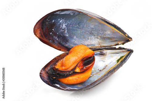 Mussel-Cozze close up on a white background