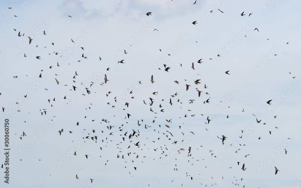 flock of birds swallows Sand Martin flock of birds swallows Sand Martin