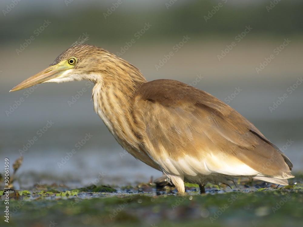 Squacco Heron, Ardeola ralloides Squacco Heron, Ardeola ralloides