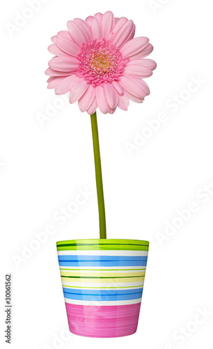Fototapeta Naklejka Na Ścianę i Meble -  flower nature garden botany daisy bloom pot