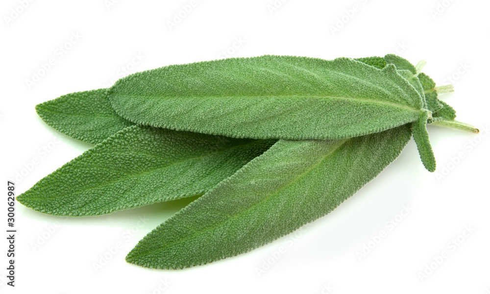 Obraz premium Sage leaves
