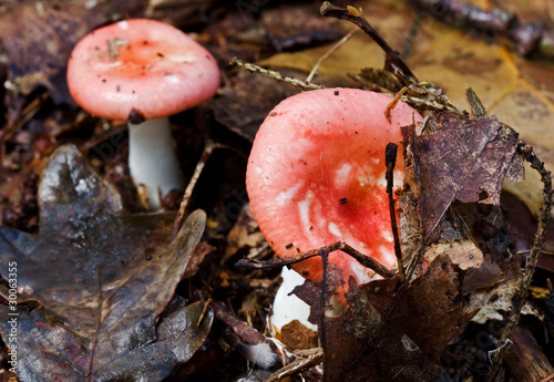 Sickener (Russula emetica), a toxic mushroom photo