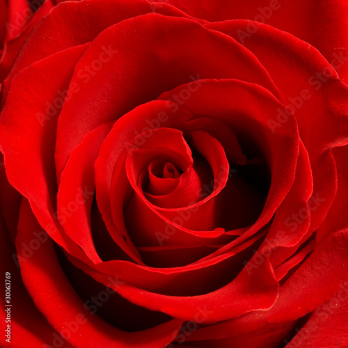 bud red rose close up
