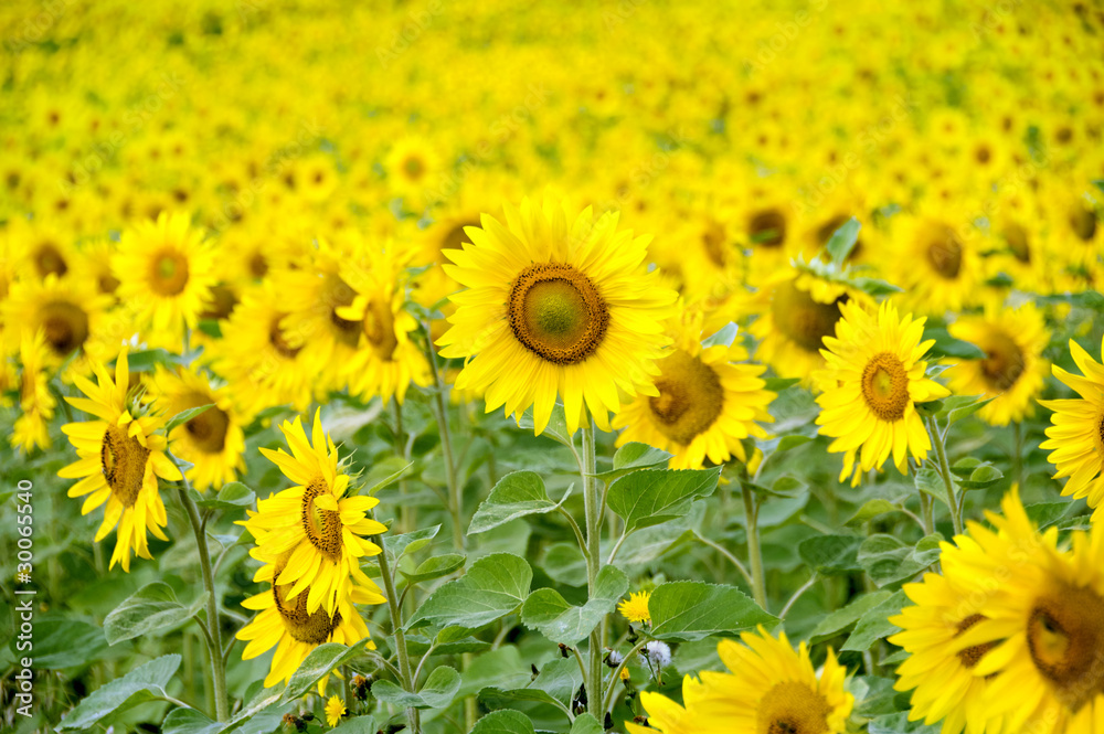 Obraz premium Sunflower field