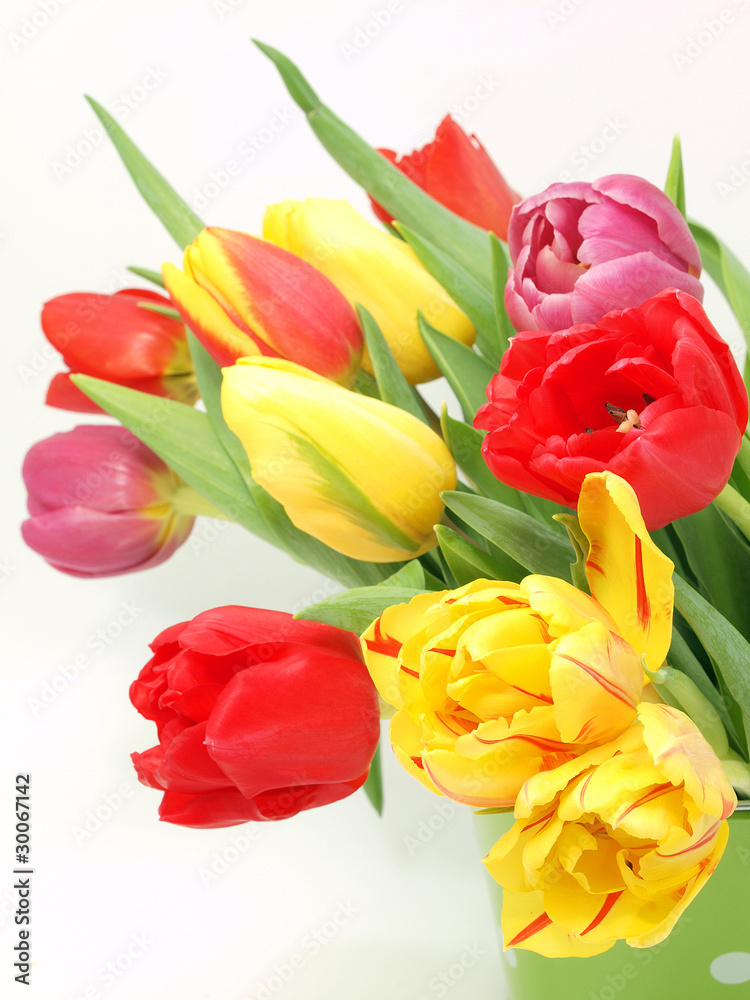 Tulip flowers isolated