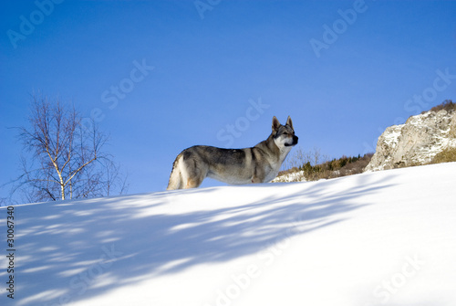 Czechoslovakian wolf dog in winter forest