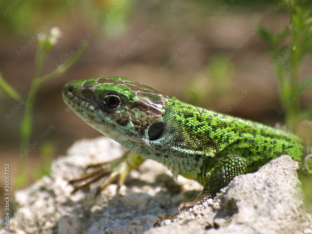 Lizard Lacerta Lizard Lacerta