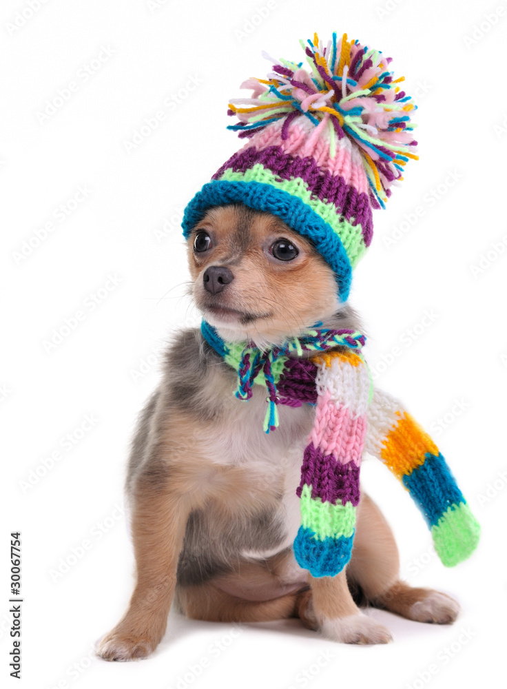 Chihuahua best sale cold weather