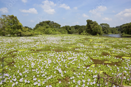 water hyacinth in sri lanka photo