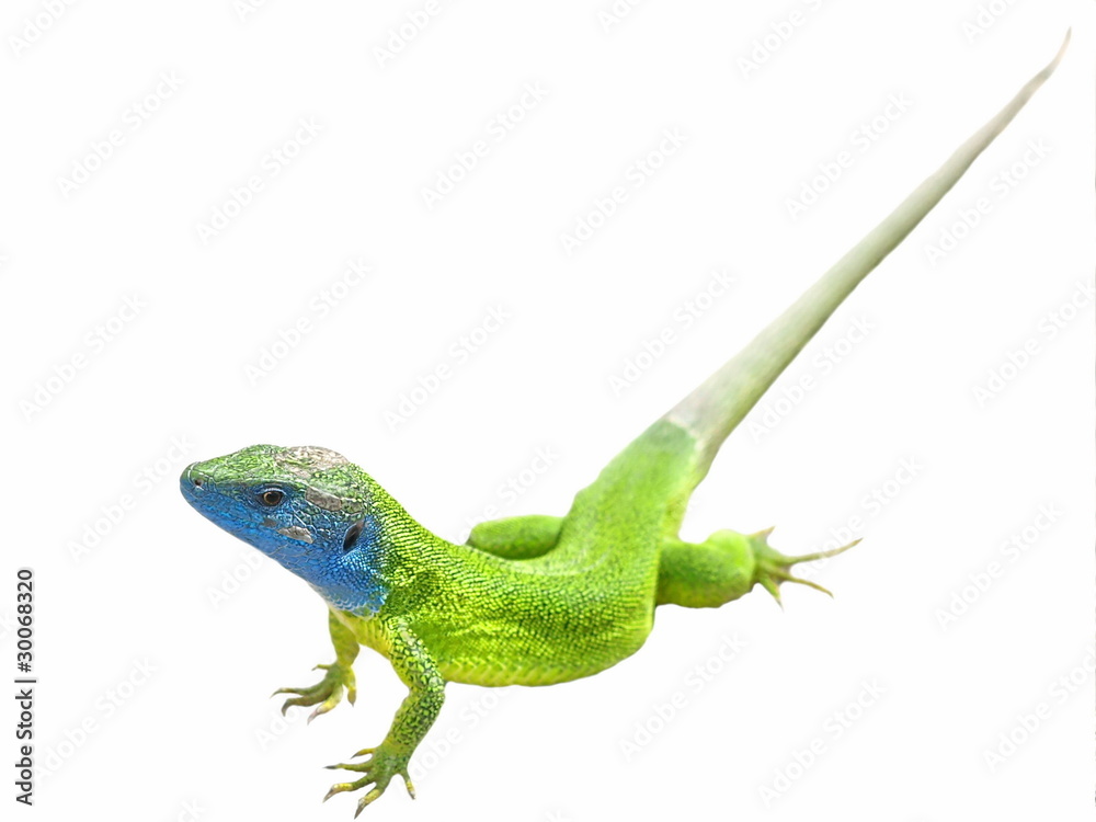 Fototapeta premium Green lizard isolated on white background