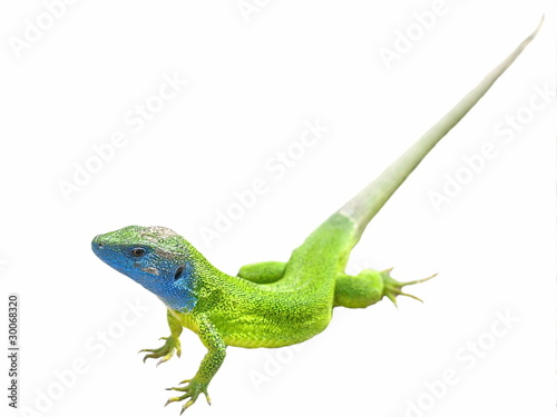 Green lizard isolated on white background