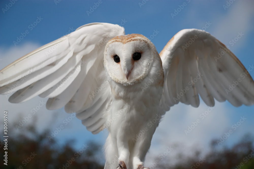 Naklejka premium Barn Owl (Tyto Alba)