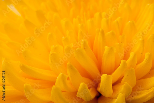 chrysanthemum