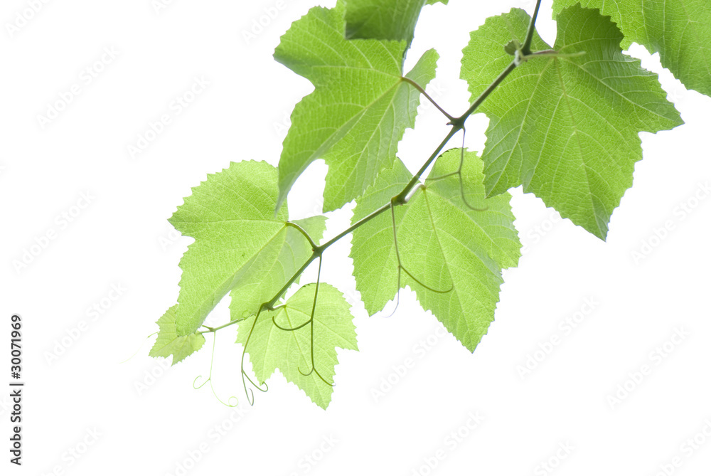 grape-vine grape-vine