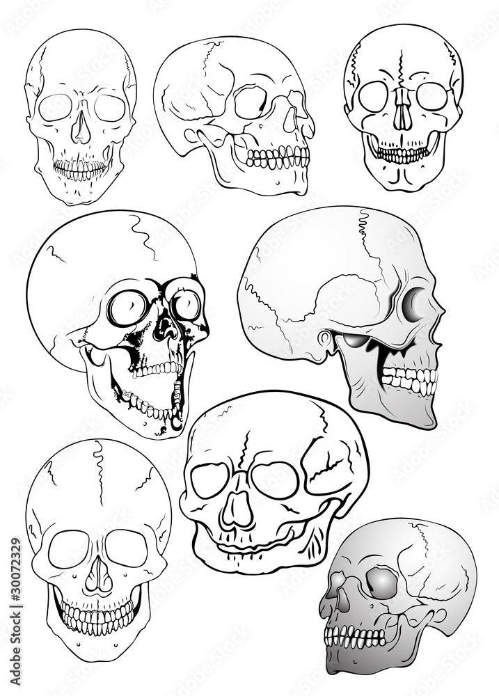 vector various skulls vector various skulls