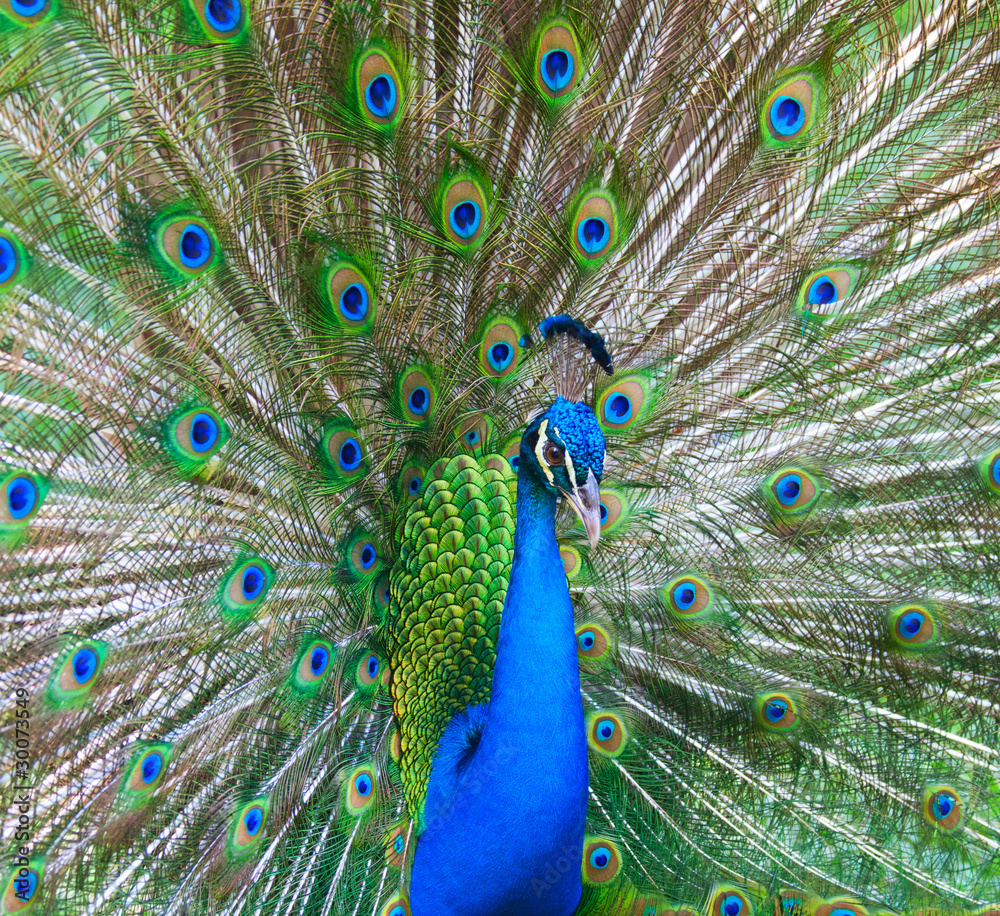 Obraz premium Beautiful male peacock