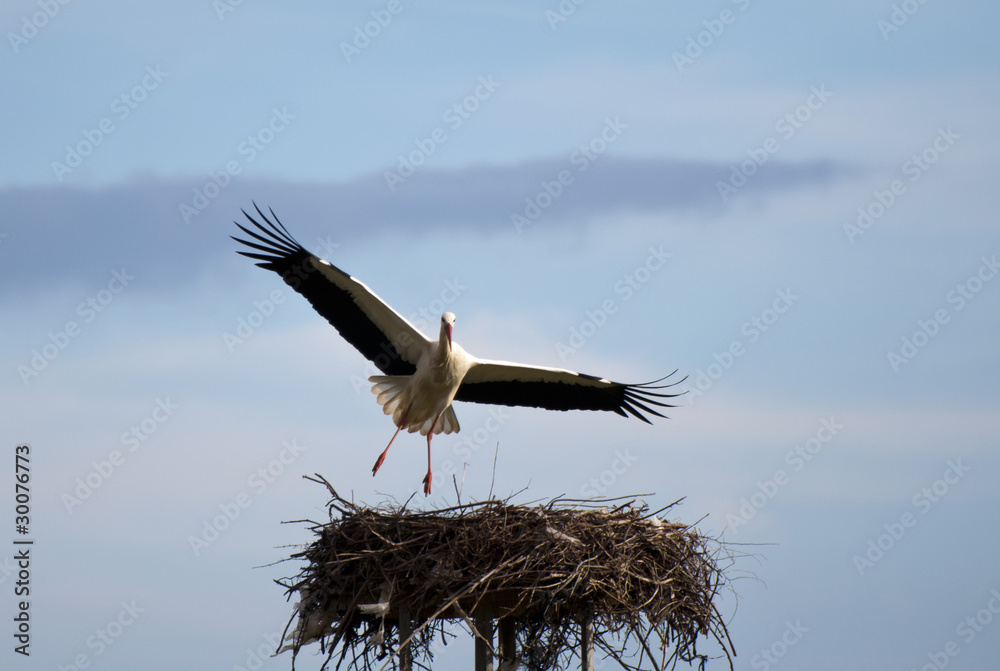 Fototapeta premium Stork coming in for Landing
