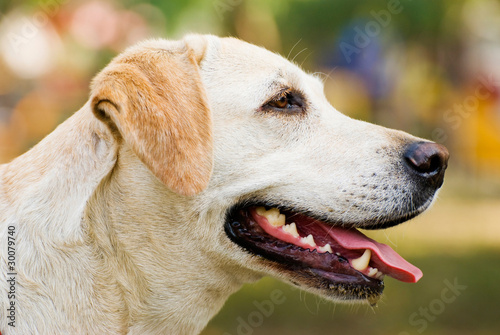 Labrador Retriever dog Portrait outdoor