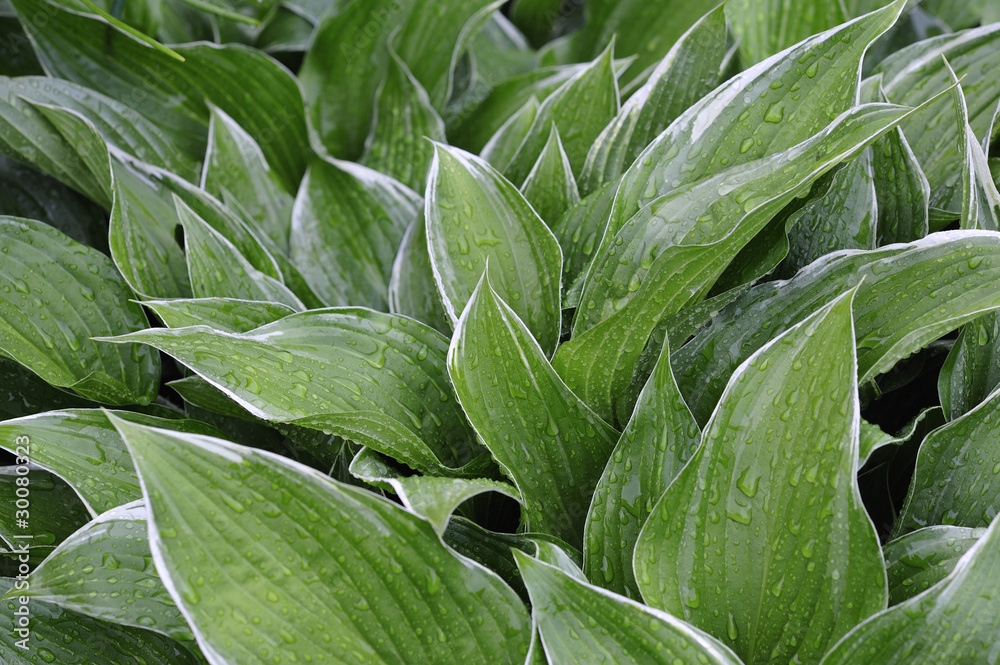 Obraz premium 一面葉