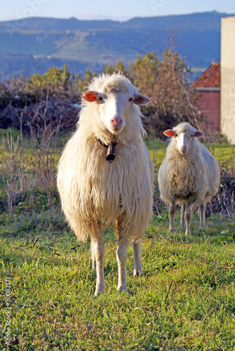 Sheep