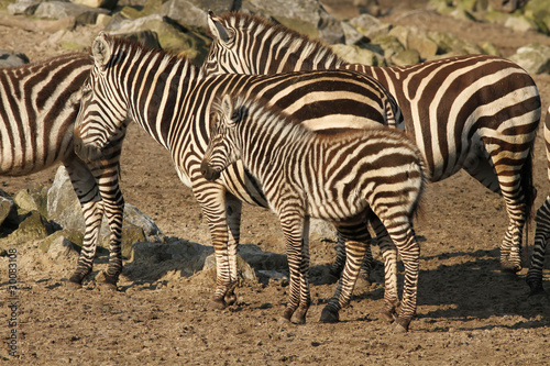Herd of zebra s with baby